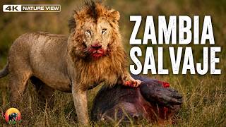 ZAMBIA SALVAJE | DEPREDADORES EN GUERRA| La Lucha por Sobrevivir en África | Nature View
