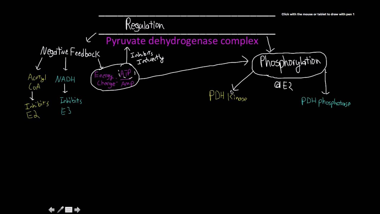 pyruvate dehydrogenase complex: regulation - YouTube