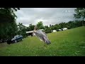 An Old Marabou Stork At A Park
