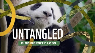 Biodiversity Loss: Untangled