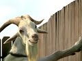 Chieng L A LIGHTS KAMBING