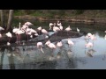 Disney S Animal Kingdom 2015 Safari Ride With Flamingos And Elephants