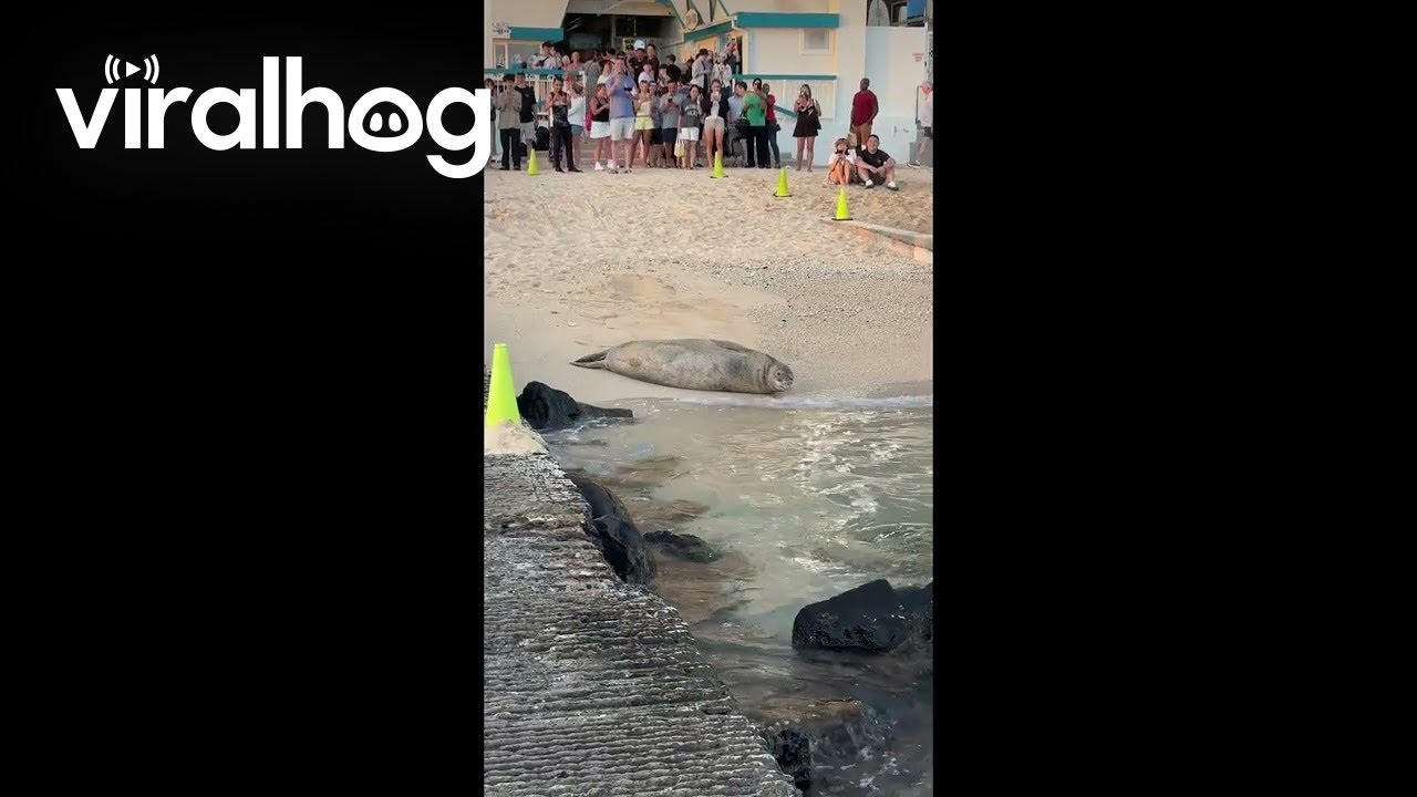 Audience Watches Sleepy Hawaiian Monk Seal Wake Up From a Nap || ViralHog