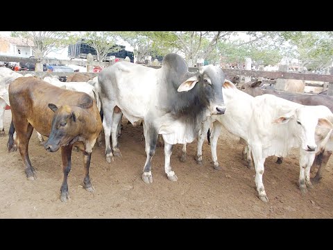FEIRA DE GADO DE CAMPO GRANDE ALAGOAS #nordeste 