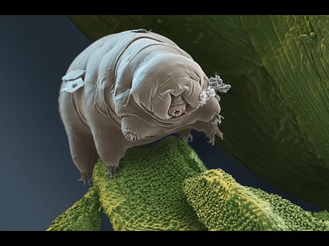 The Amazing Adaptation of Extreme Organisms : Extremophiles