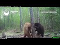 Craziest Bear Fight Ever Caught On Trail Cam HUMANIMAL