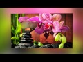 Al Conti~~ ♫ Bamboo Night Garden ♫