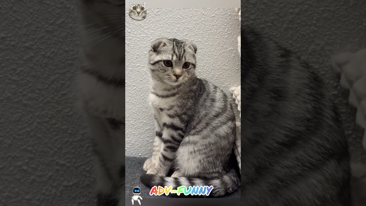 Keep calm be funny cat