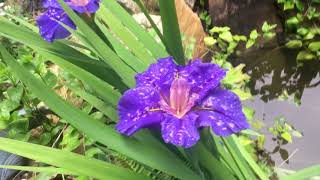 Growing Water iris . Beautiful and care free!
