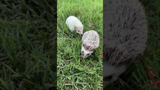 Hedgehog Rodents Videos