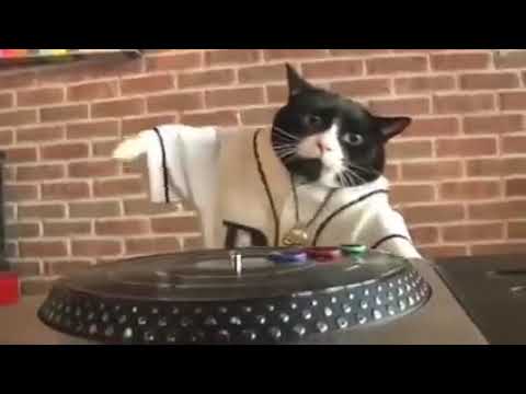 Tampa Bay Rays DJ Kitty - MLB