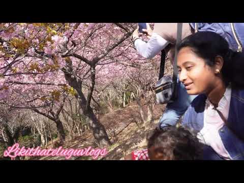 matsuda cherry blossom festival in 2022(Sakura🌸)