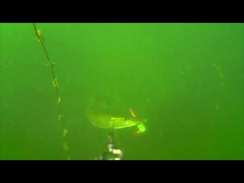 ► Live-Biss: Unterwasser Hechtattacke auf den Futterneid #Hechtköder - ★★★★★