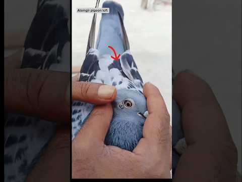 Pigeon treatment ❤️????️#pets #pigeon#duiven#kabotar #pigeonforge#pigeonfancier#instagram#palomas#کبوتر
