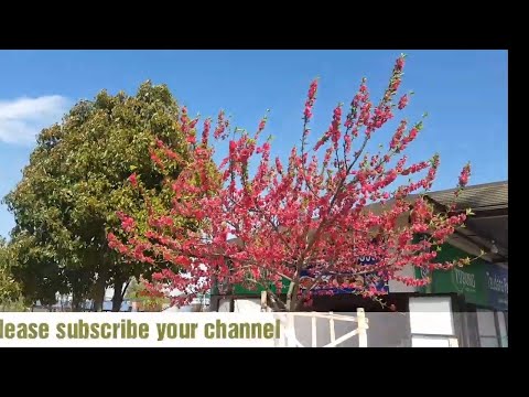 Most beautiful place in the world Nepal HD