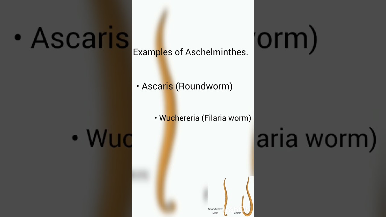 Phylum Aschelminthes || Animal kingdom || class 11 Biology #biology #biologyclass11 #cbse11th