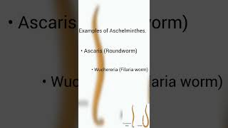 Phylum Aschelminthes || Animal kingdom || class 11 Biology #biology #biologyclass11 #cbse11th