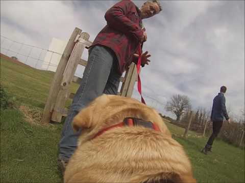 Dog GoPro At Whitehill Country Park