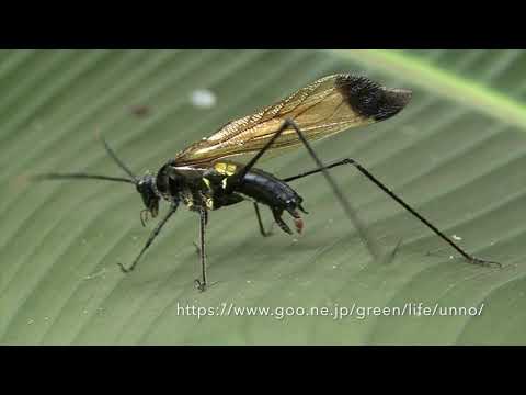 ハチに似たツユムシ（ハチモドキギス）　Wasp mimic Katydid (Aganacris sp.)