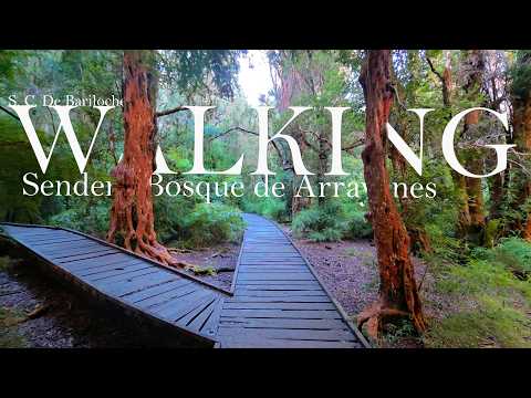 Trekking | Sendero al bosque de arrayanes |  S. C. de Bariloche, Río Negro.