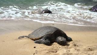 preview picture of video 'Hawaii 2012 - Sea Turtle Basking on beach 1 - NEX-5'