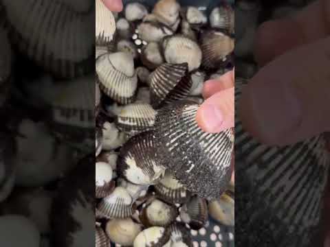 春の石鯛釣りエサのサルボウ貝と赤貝の違い説明。全体で気に赤っぽく殻が薄く割れやすい赤貝。サルボウ貝は縁だけが黒く殻が硬い。泥を吐かせば、共に食用になります。