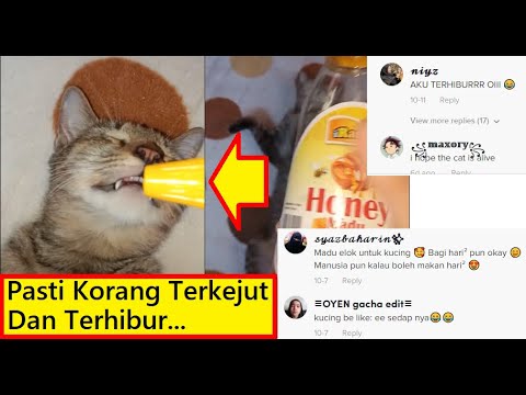 Gelagat Kucing Bila Diberikan Madu Ini Pasti Lucu