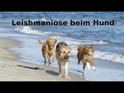 Leishmaniose beim Hund