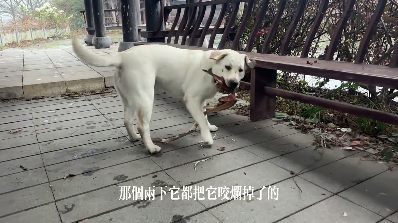 下雨天在亭子裡遛狗，活潑好動的拉布拉多，雨天也要遛狗
