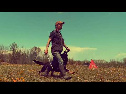 IGP training: Mona von Wohlstein (Akim Vom Clauser Tal x Kimi vom Tollhaus) 10 months