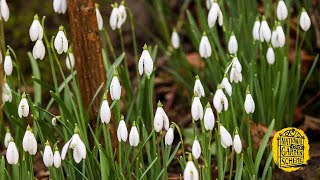 The first signs of spring in the garden: Algars Manor, Gloucestershire