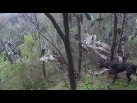 Drahthaar D'Aspromonte Boss su beccaccia