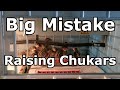 Big Mistake Raising Chukar Chicks