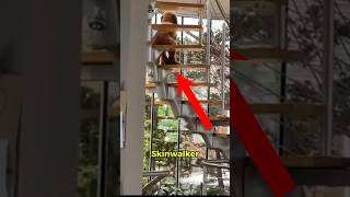 Download lagu SKINWALKER YANG MENYAMAR JADI ANJING πΆπ. #shorts mp3 Download lagu SKINWALKER YANG MENYAMAR JADI ANJING πΆπ. #shorts mp3