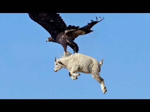 Do eagles eat goats?