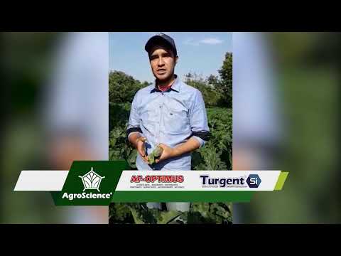 , title : 'AgroScience | Testimonio de Productor de Calabaza | Nutrición Completa de Alto Rendimiento'