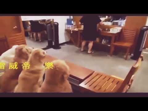 Most disciplined dogs in the whole world