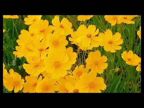 || Beautiful yellow 🌻 Gorgeous flower || 🌻🌻