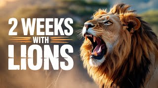 What would happen if you stay 2 weeks with lions!