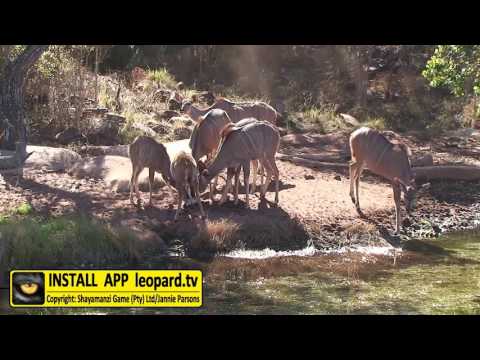 Kudu drinking water