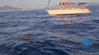 Napoli, tartaruga salvata e curata al largo della Gaiola