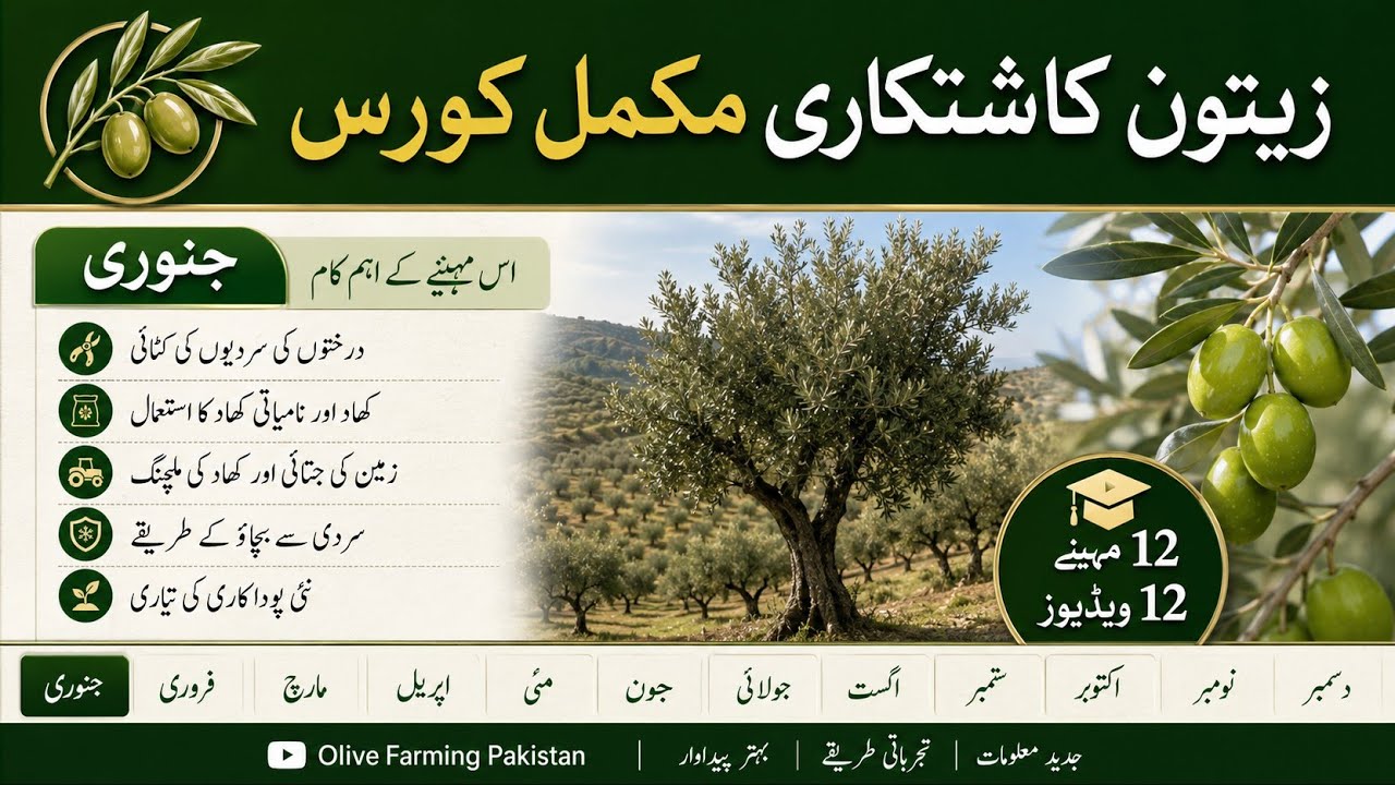 جنوری کے اہم کام اور پروننگ