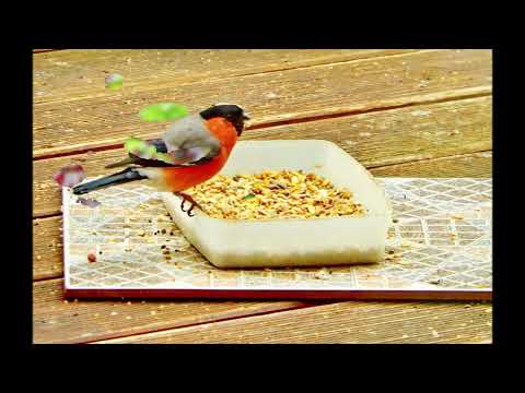 Dompfaff   Gimpel mit #musikzumstreicheln