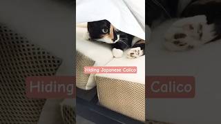 Titi – The Prettiest Calico Cat（三毛猫） in Montreal 🐾 | Cute Cat Shorts