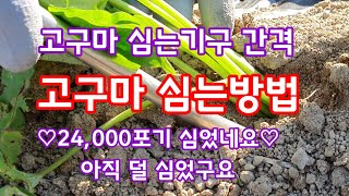고구마심는방법 2020 심는간격 심는기구 [고구마재배방법]