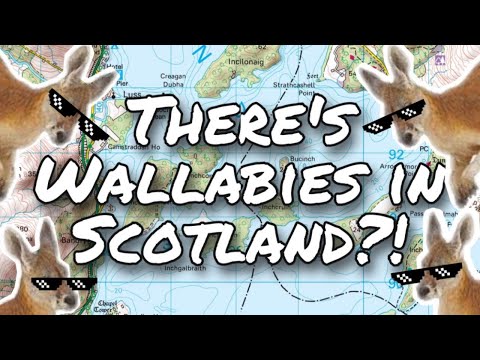 Scotland has WALLABIES?! | The story of the Loch Lomond wallabies on Inchconnachan