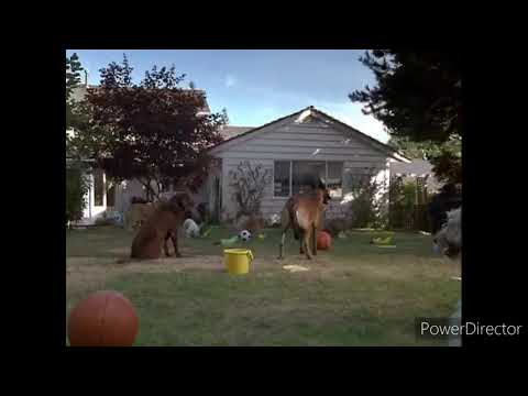 Air Bud Spikes Back Polly Sings Tom Cat Kibble