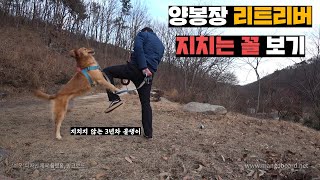 3년차에도 미쳐날뛰는 골든리트리버, 강형욱식 훈련으로 얌전하게 만들기