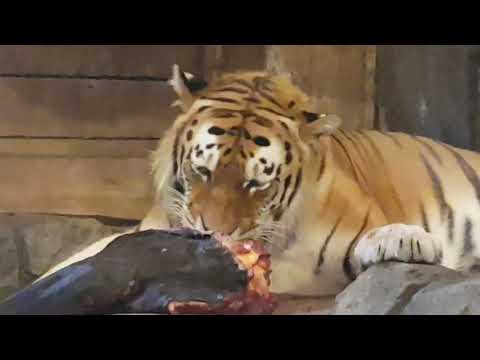 Siberian tiger, a big cat devours its lunch