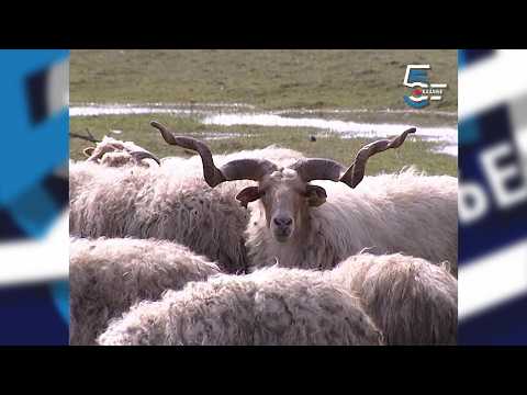 Vitoroga žuja - rogove imaju i ovce i ovnovi, stara rasa, genetski resurs